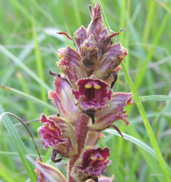 Biologul Matis Attila a descoperit planta Orobanche în Pădurea Dumbrăveni